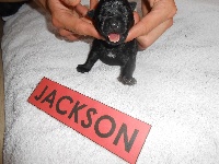 JACKSON 