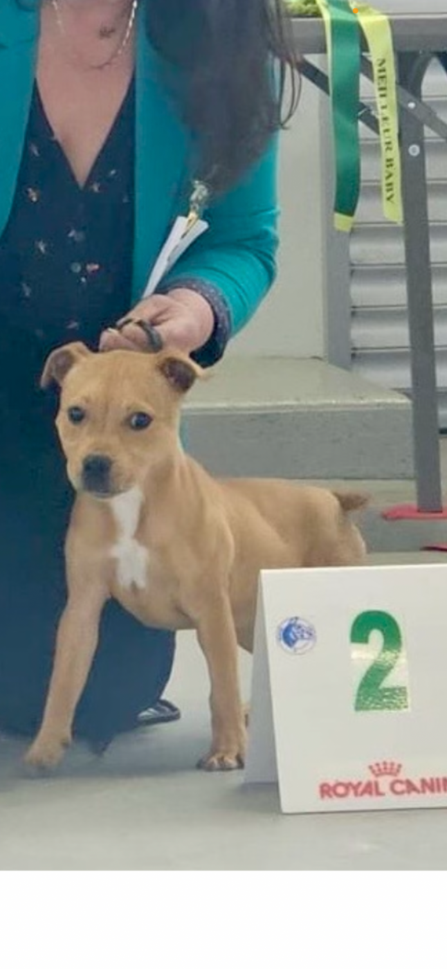 Victory or Die The Dark Staffords